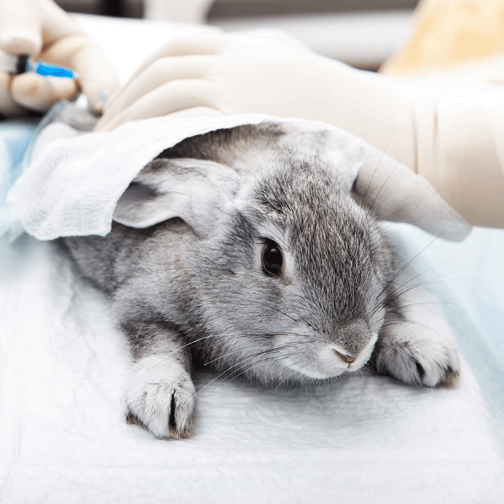 Understanding L’Oréal's stance on animal testing