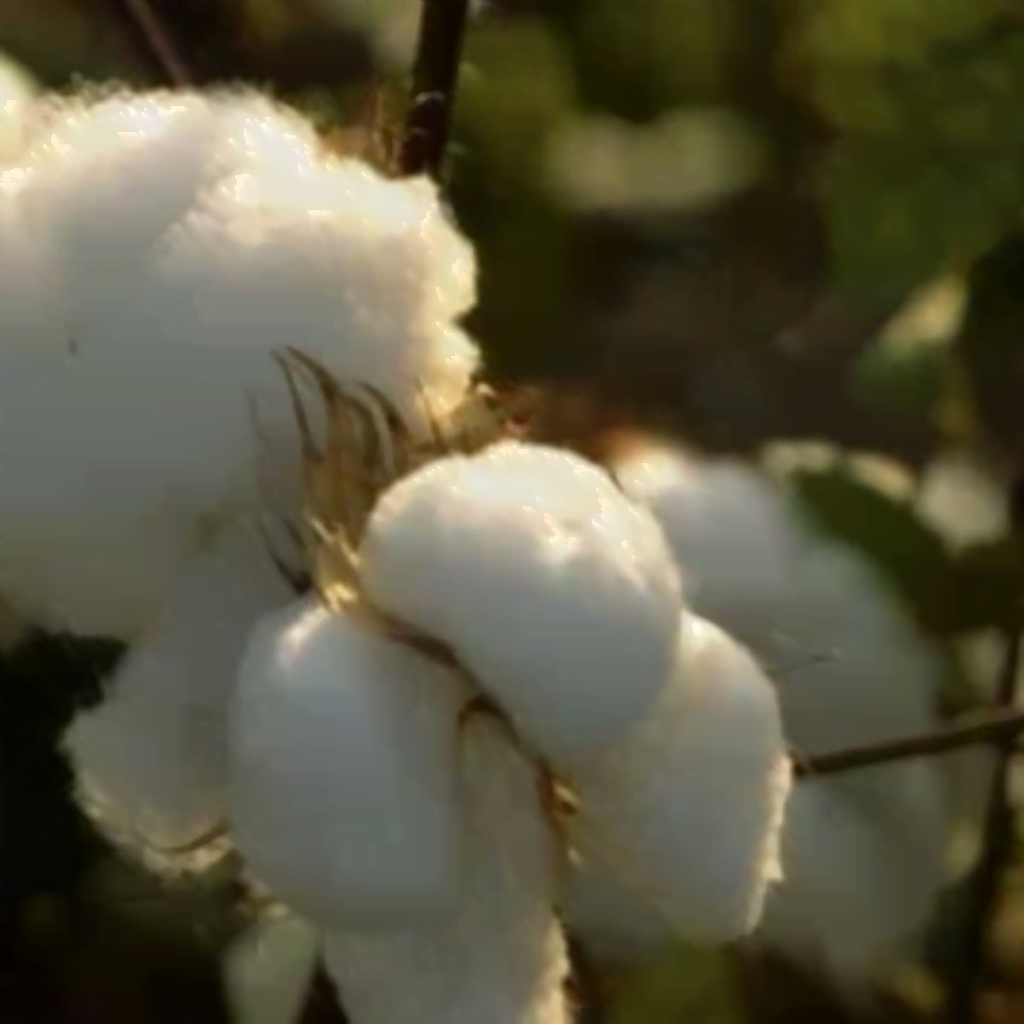 conventional cotton- bad sustainable fabrics