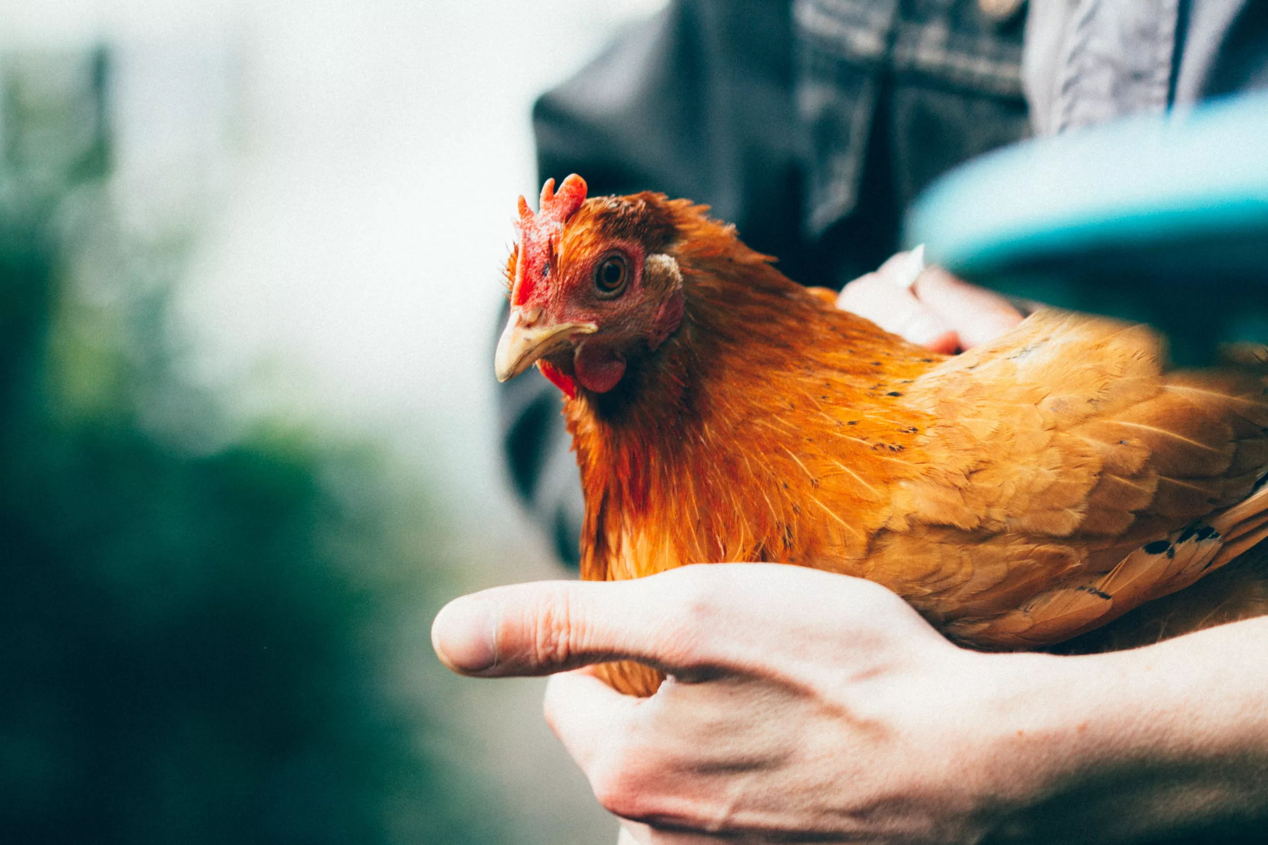 Can Chickens Eat Banana Peels? A Sustainable Approach to Feeding Your Backyard Flock