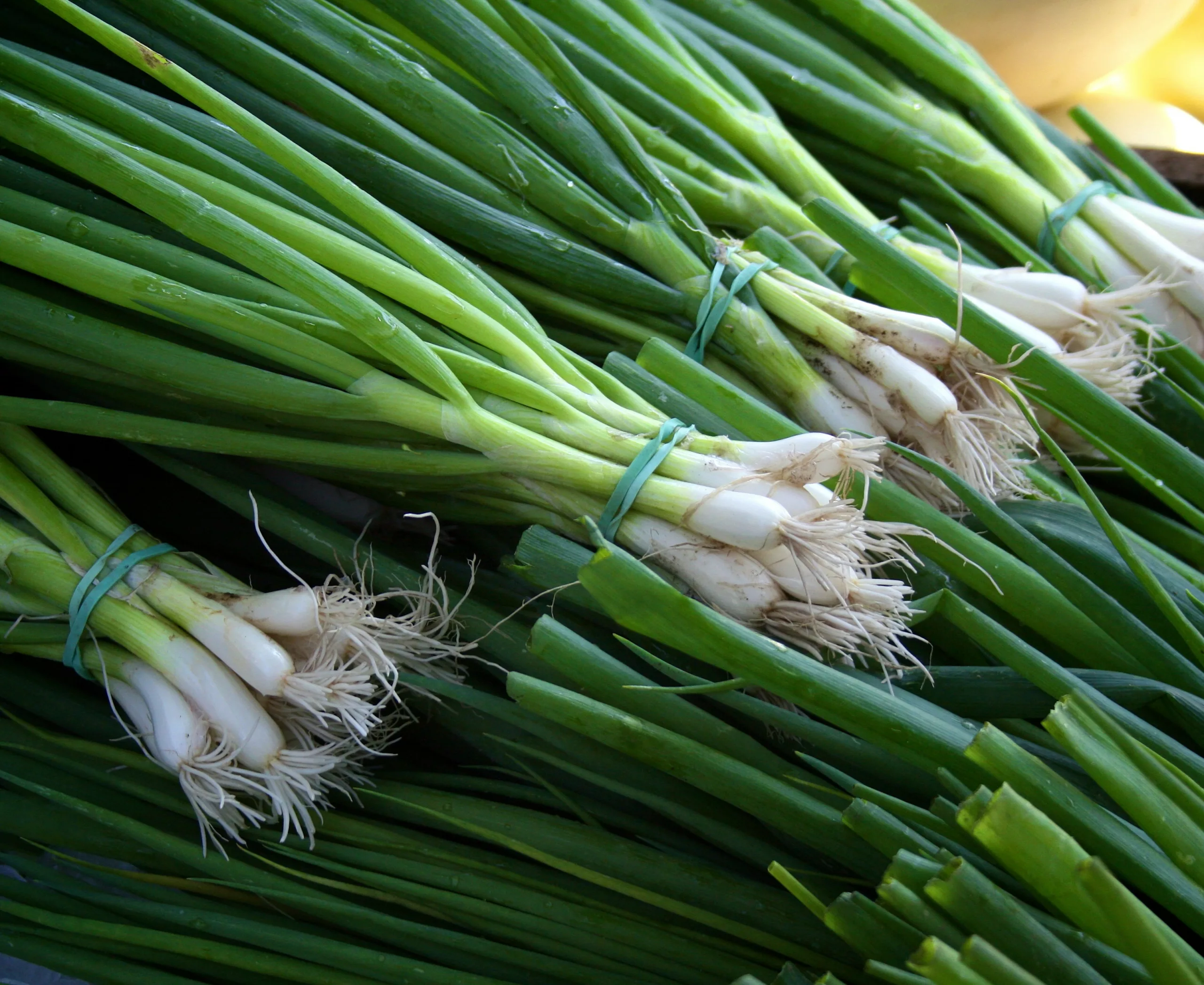 The Green Guide: How to Cut Green Onions Sustainably with Zero Waste