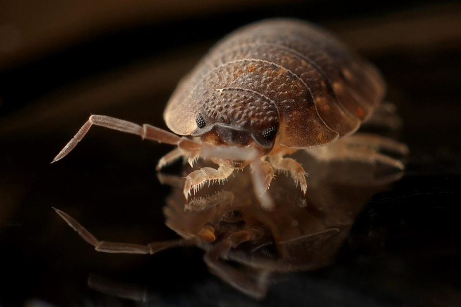 Signs of bed bug infestation in homes