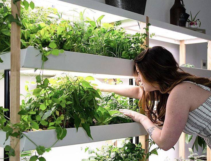 Can you use your own seeds in lettuce grow Farmstand?