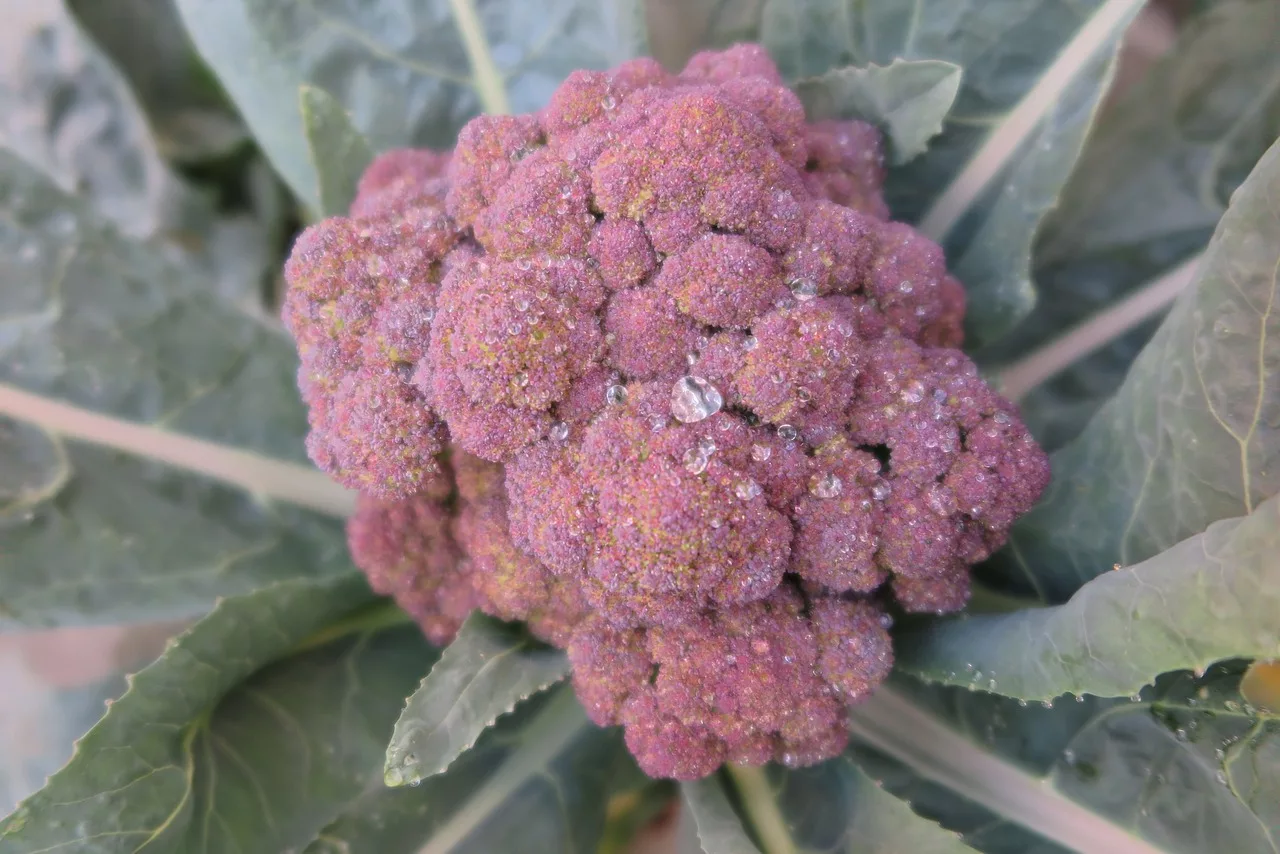 Purple broccoli nutritional benefits