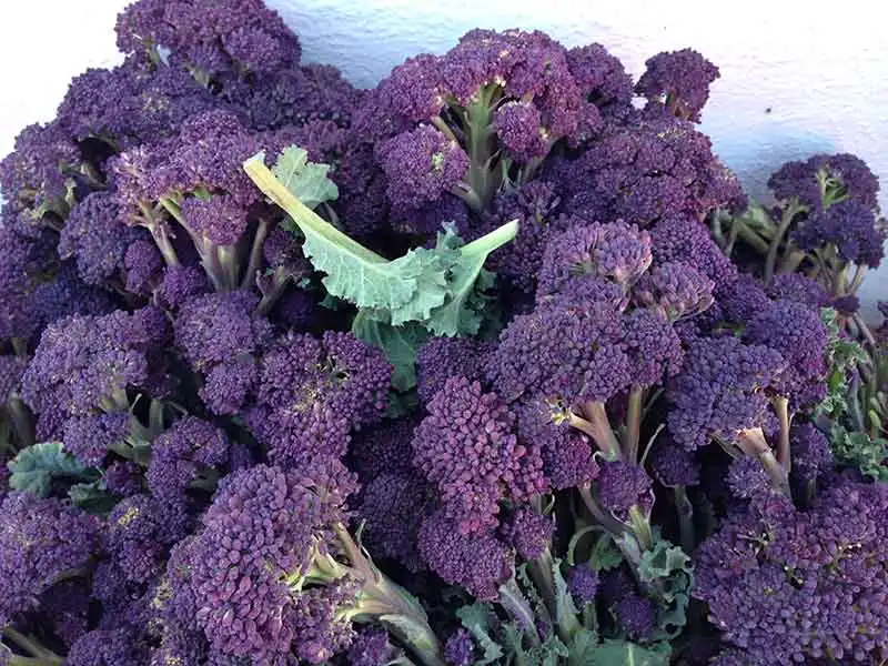 How to grow purple broccoli