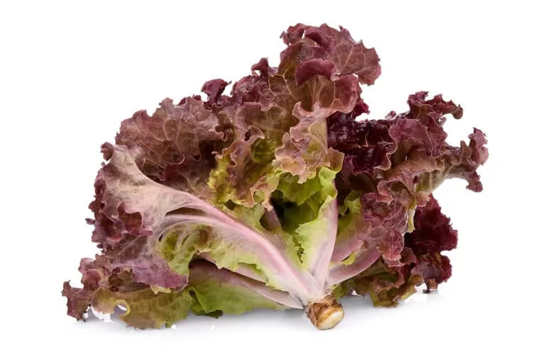 Purple lettuce recipes for vibrant meals