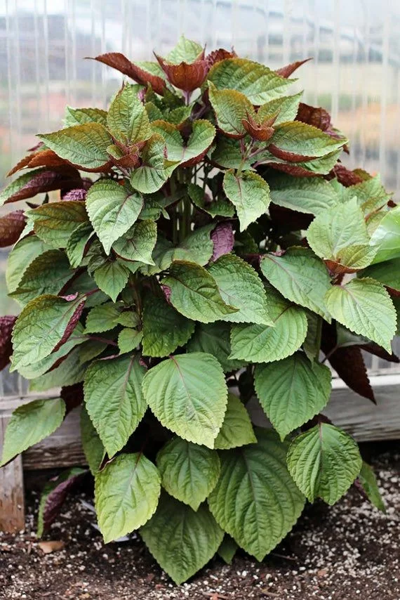 Best ways to store fresh Shiso Leaf