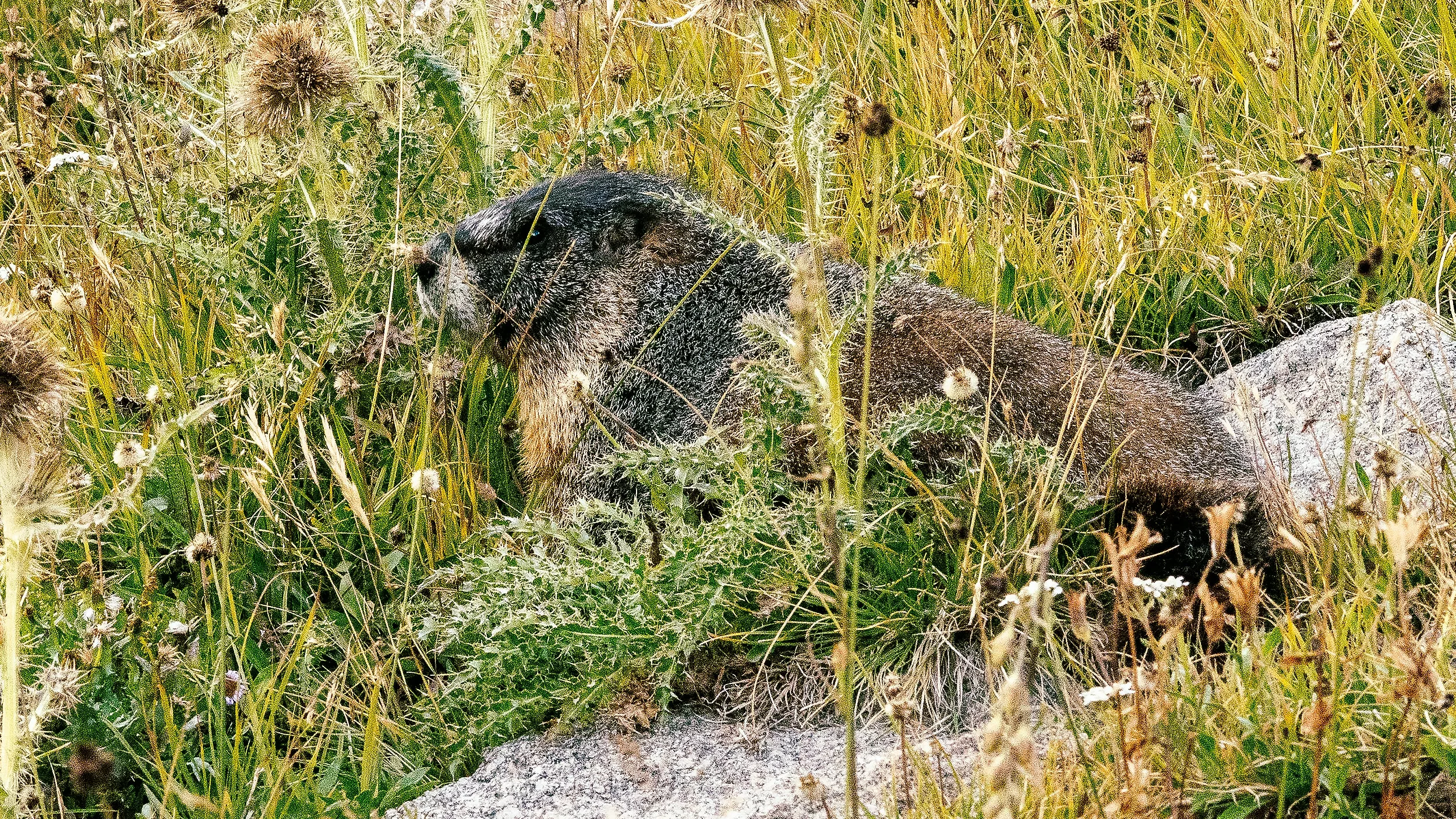 Problems Associated with Groundhog Poop