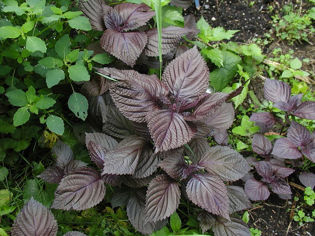 Health benefits of Shiso Leaf in cooking

