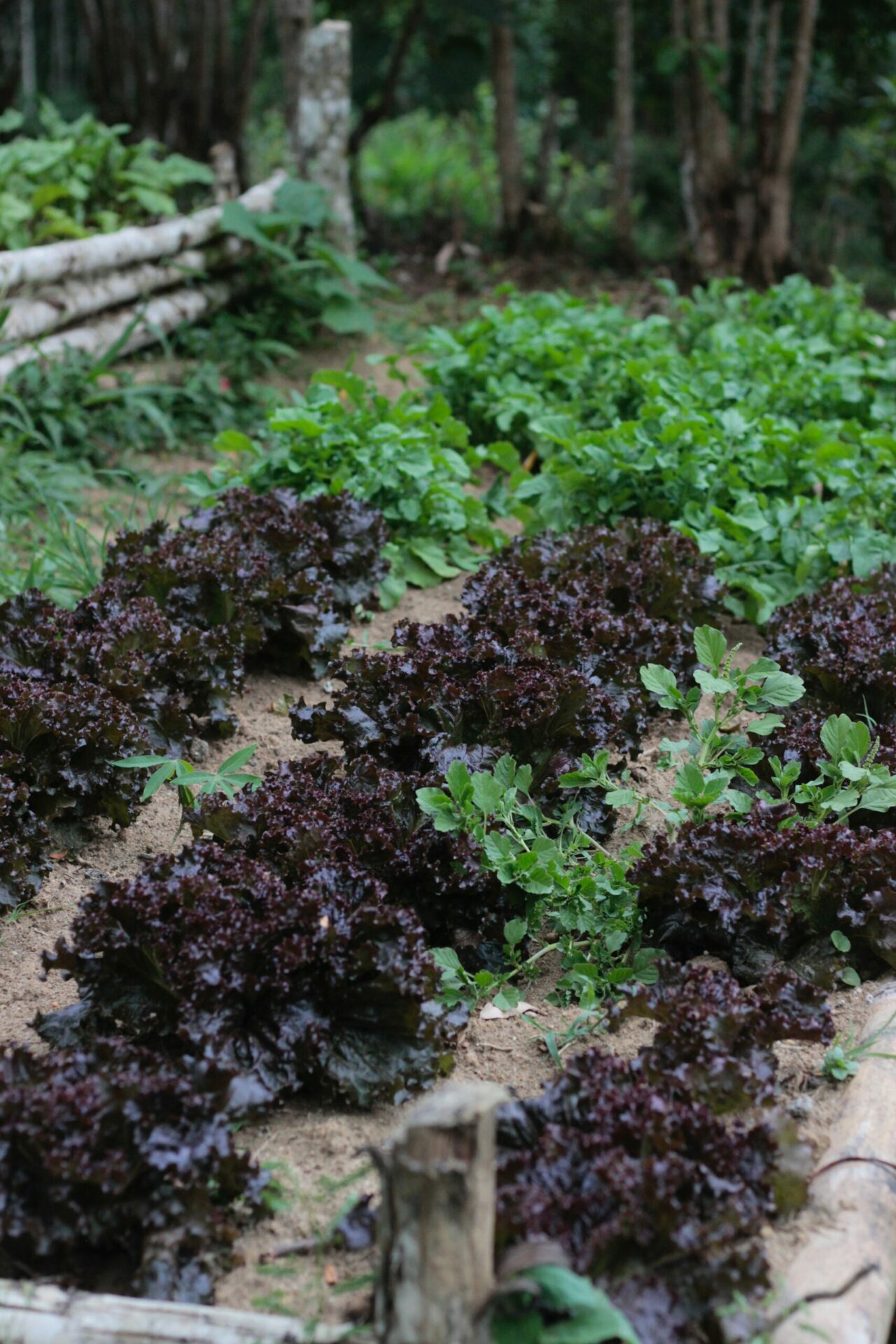 Health benefits of purple lettuce in salads
