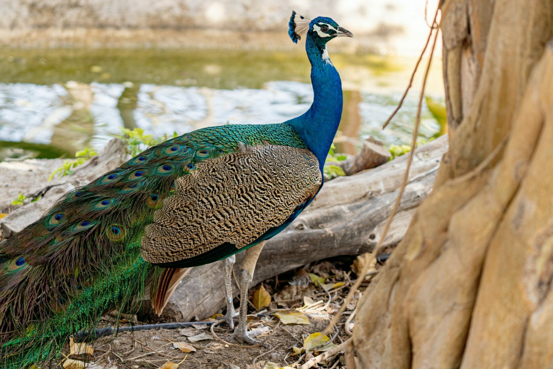how to understand different peacock calls