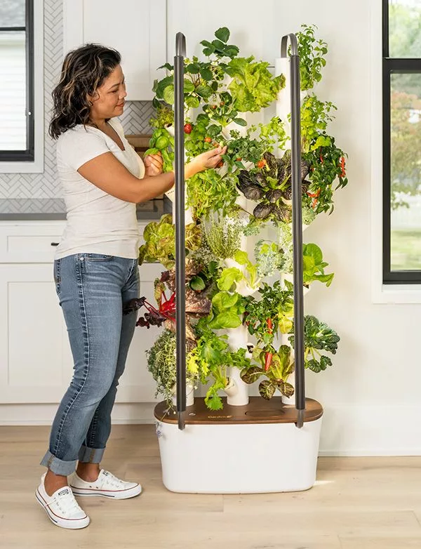 Best Indoor Hydroponic Systems for Beginners