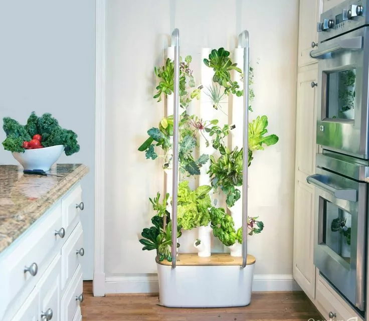Best Indoor Hydroponic Systems for Beginners
