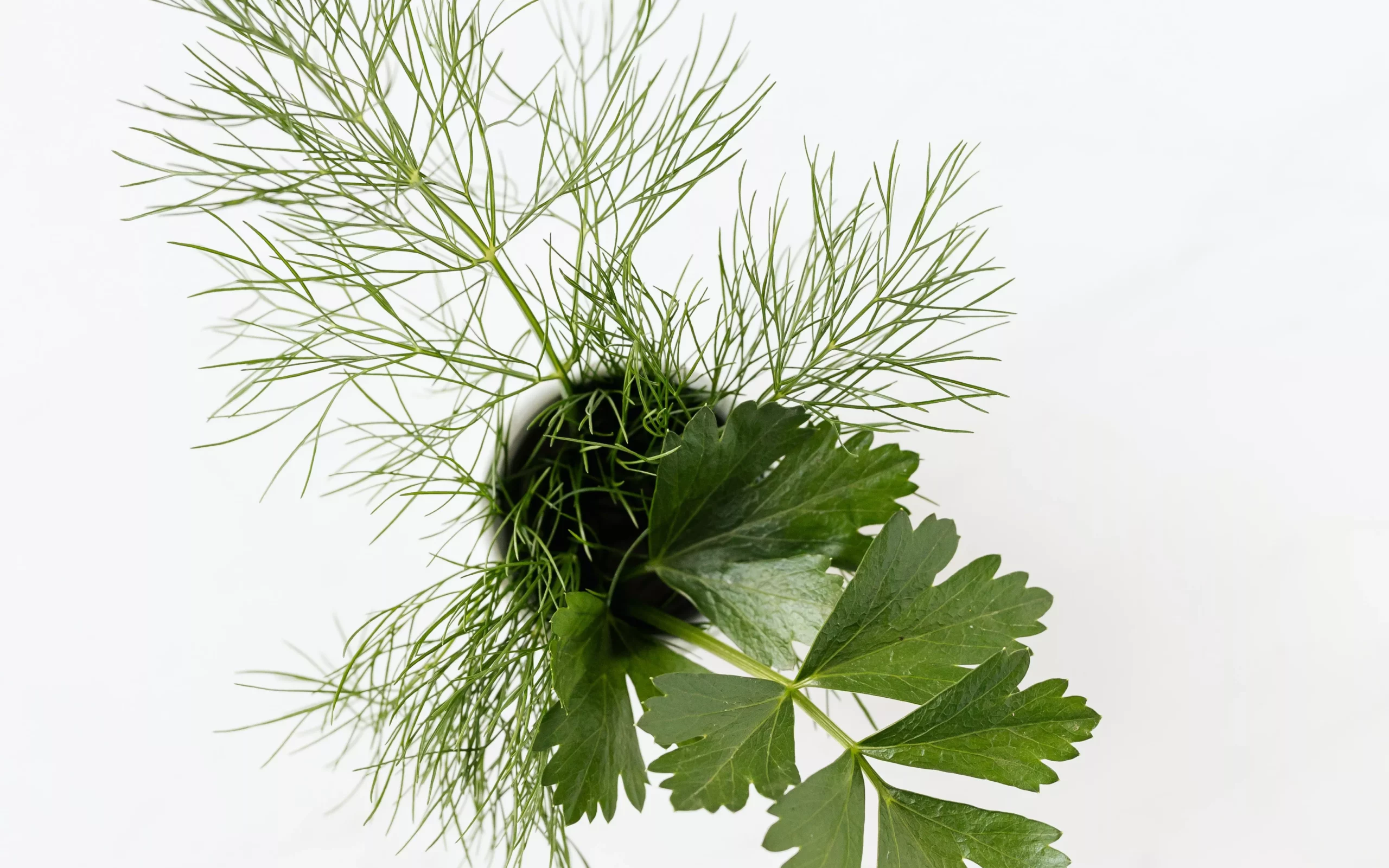 Herbs Compatible with Dill
