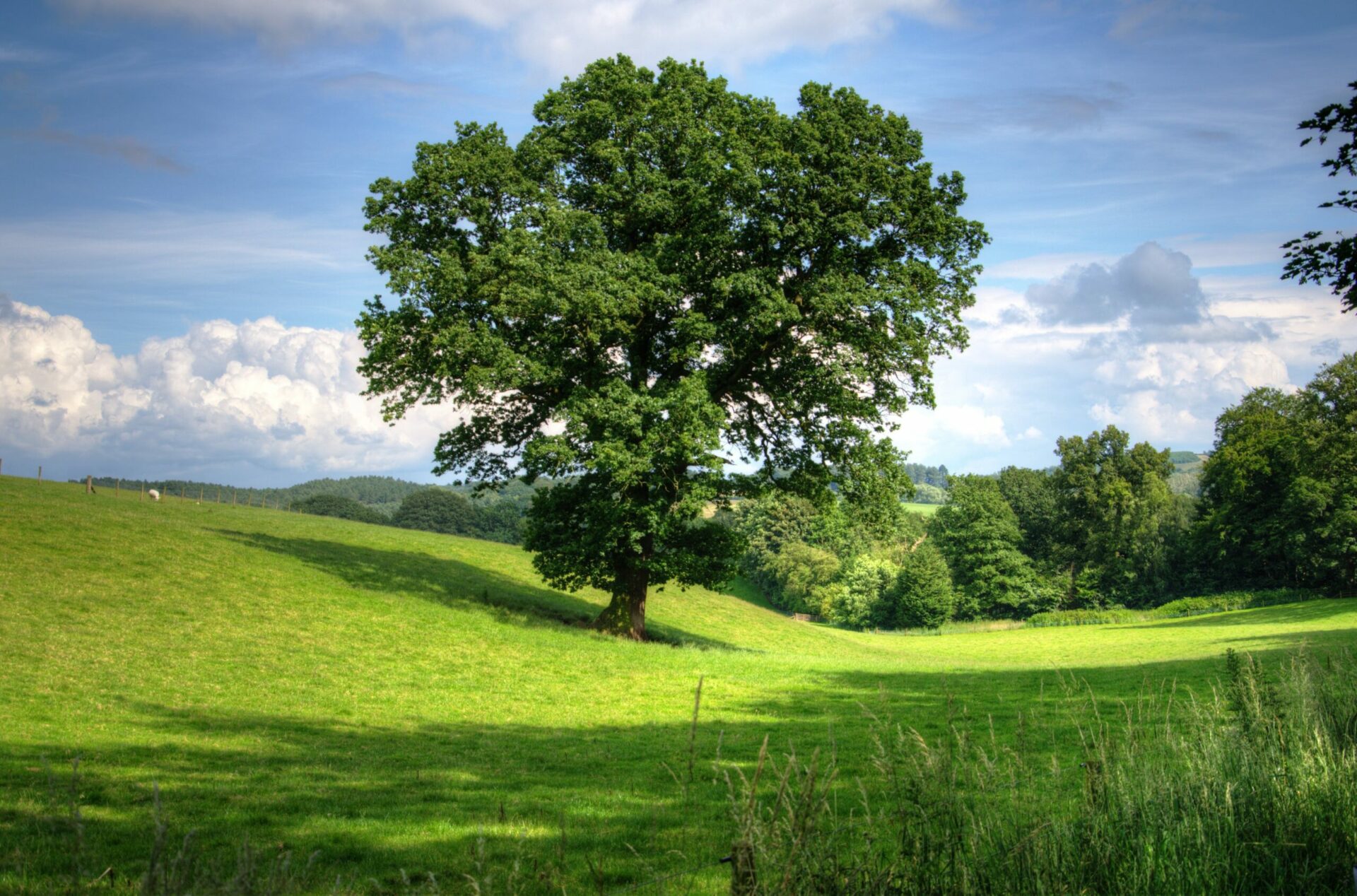 Benefits of National Tree Week for the environment