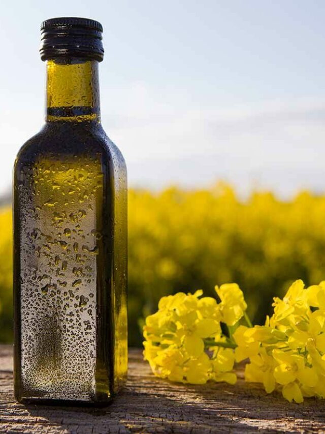 Why is Canola Oil Banned in Europe Story