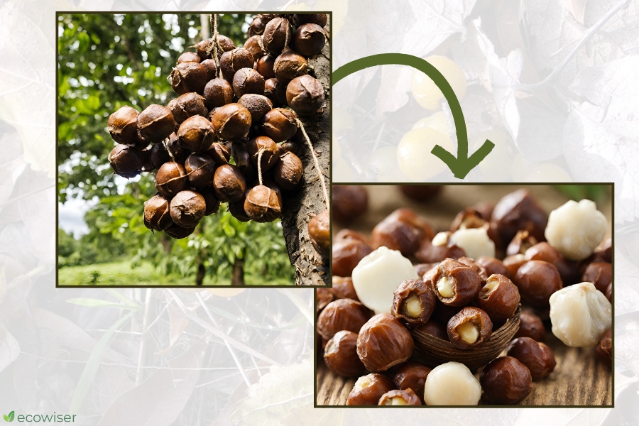 How to Put Soap Nuts to Use?