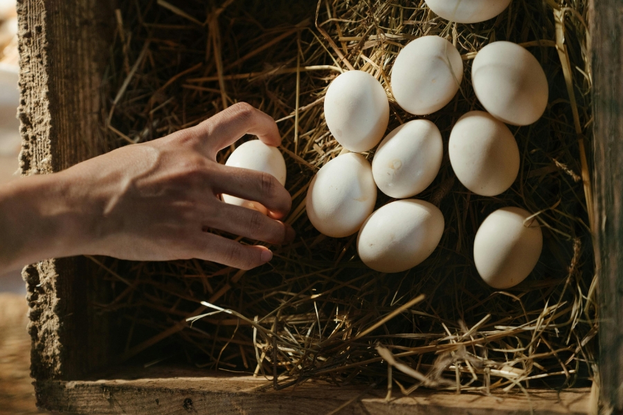 ecowiser eggs 