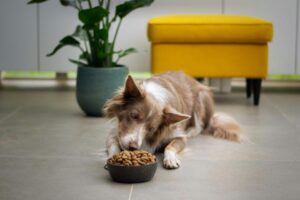Is Vegan Dog Food Ideal for Your Fur Baby? 4 Myths Debunked