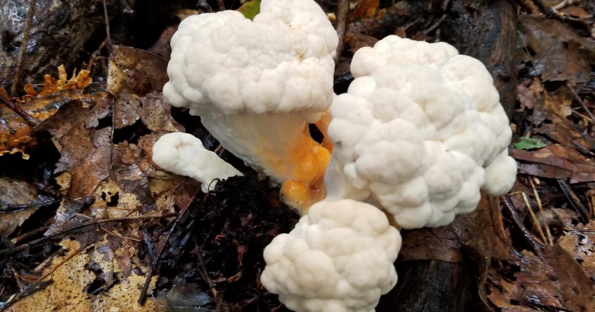 Is Cauliflower Mushroom Good For You? Experts Weigh In